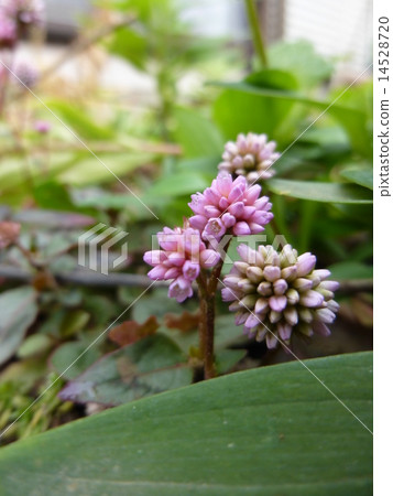 姬鶴蕎麥麵 14528720