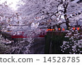 Cherry blossoms in the Meguro River and the middle bridge 14528785