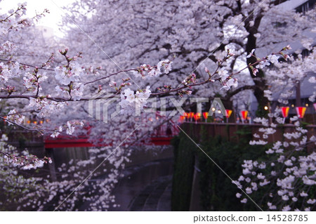 Cherry blossoms in the Meguro River and the middle bridge Cherry blossoms in the Meguro River and the middle bridge 14528785