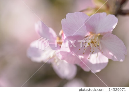 河津櫻花 河津櫻花 14529071
