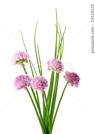 Chives (Allium schoenoprasum) 14529228