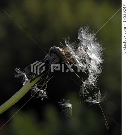 dandelion2 14529247