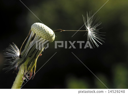 dandelion dandelion 14529248