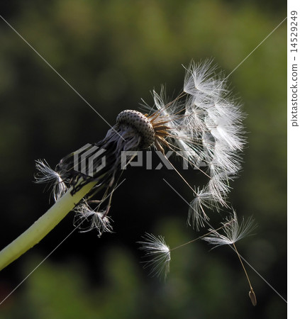 dandelion2 dandelion2 14529249