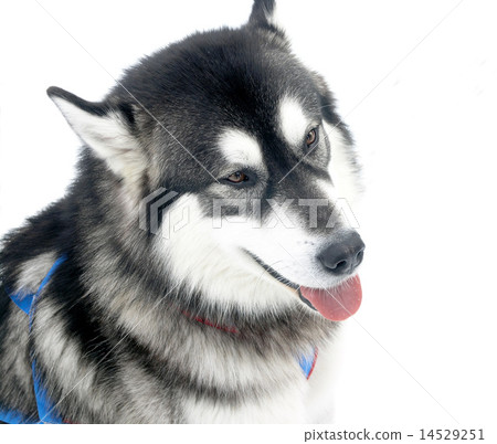 dog dog 14529251