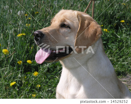 dog2 14529252