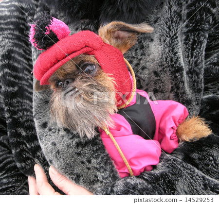doggie 14529253