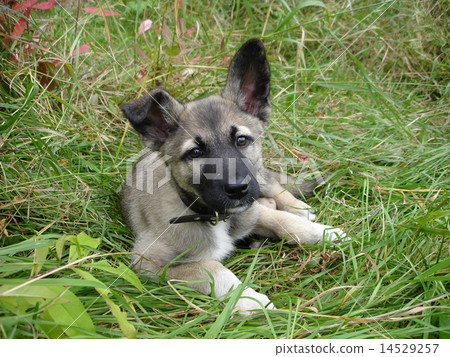 dog dog 14529257