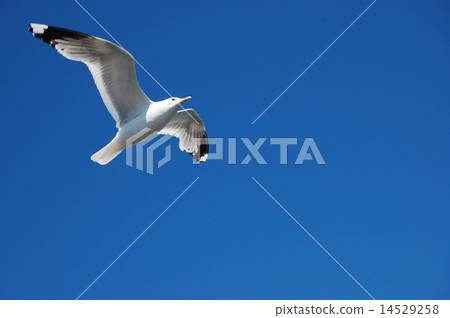 flying seagull against the blue sky flying seagull against the blue sky 14529258