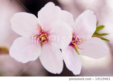 Cherry Blossoms Cherry Blossoms 14529461