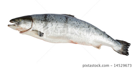 Atlantic Salmon Salmo 14529673