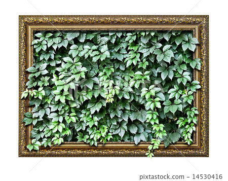 frame with green leaves inside frame with green leaves inside 14530416