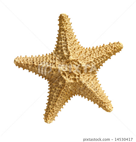 starfish isolated on white background starfish isolated on white background 14530417
