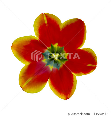 open tulip flower closeup open tulip flower closeup 14530418