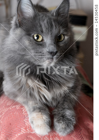 Beautiful grey cat indoors Beautiful grey cat indoors 14530458
