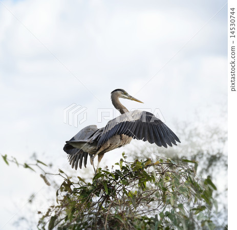 Great Blue Heron 14530744