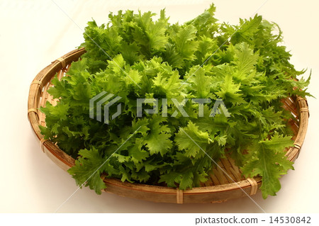 Wasabi and vegetable ingredients Wasabi and vegetable ingredients 14530842