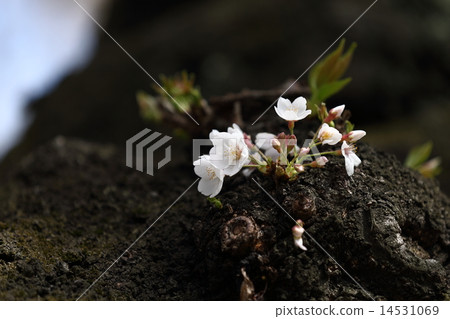 Up of cherry blossoms Up of cherry blossoms 14531069