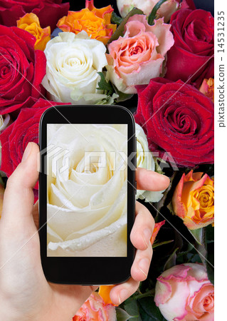 tourist photographs of fresh wet white rose close up 14531235