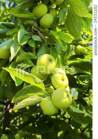 Apples on a branch 14531282