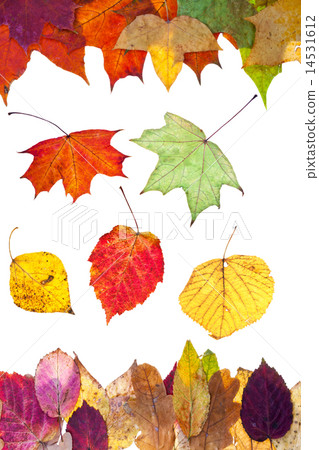 fallen autumn leaves isolated on white 14531612