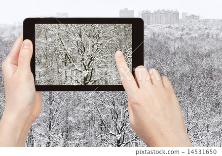 tourist photographs oak in forest after snowfall tourist photographs oak in forest after snowfall 14531650
