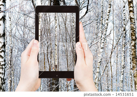 tourist photographs of birch in winter forest tourist photographs of birch in winter forest 14531651
