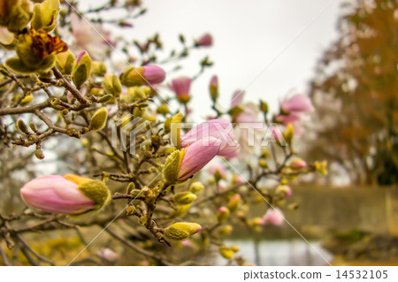 Blossoming of magnolia flowers in spring time 14532105
