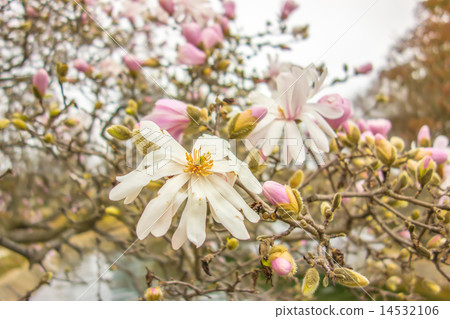 Blossoming of magnolia flowers in spring time 14532106
