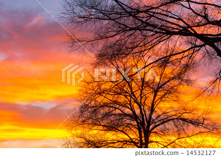 Beautiful landscape image with trees silhouette  14532127