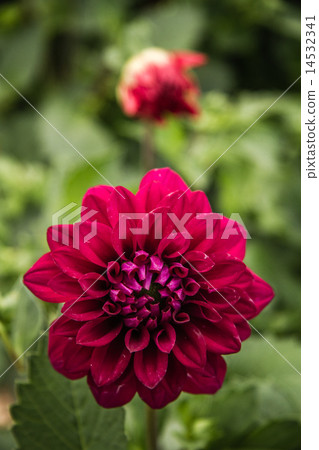 Beautiful Pink Star Flower 14532341