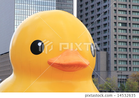 duck 14532635