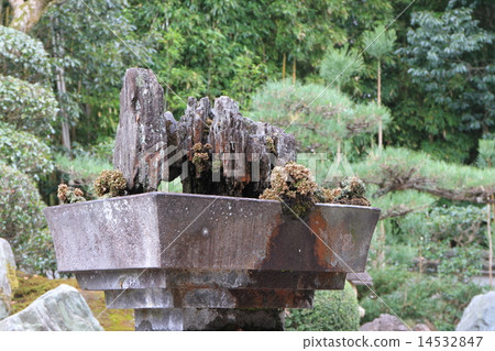 兒子尼恩 14532847