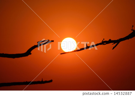 清晨的陽光 清晨的陽光 14532887