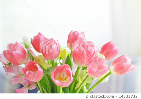 Tulip arrangement at window side 14533732