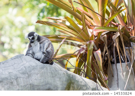 Ring-tailed lemur sitting on the tree 14533824