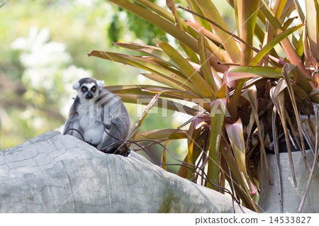 Ring-tailed lemur sitting on the tree Ring-tailed lemur sitting on the tree 14533827