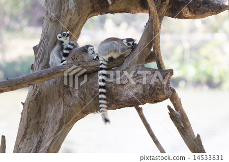 Ring-tailed lemur family sitting on the tree 14533831