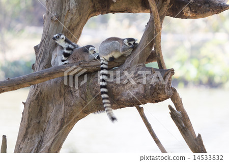 Ring-tailed lemur family sitting on the tree 14533832