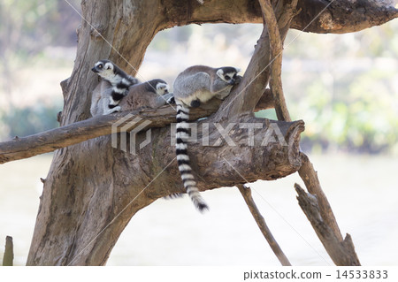 Ring-tailed lemur family sitting on the tree 14533833