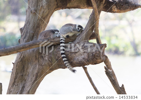 Ring-tailed lemur family sitting on the tree 14533834