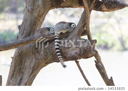 Ring-tailed lemur family sitting on the tree 14533835