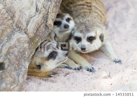 Meercat family under a tree 14533851