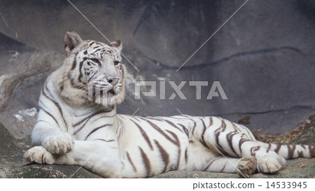 White Bengal Tiger lay down on the cliff 14533945