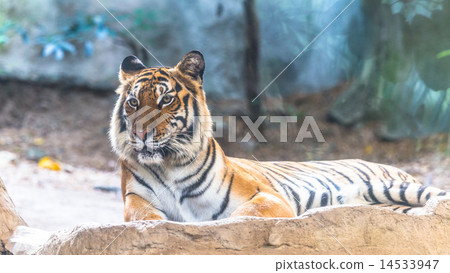 Siberian Tiger sitting on the cliff Siberian Tiger sitting on the cliff 14533947