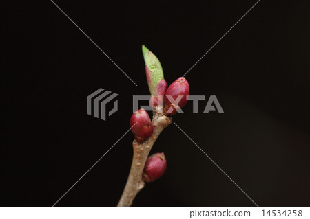 Natural plant Inuzakura, winter bud is bright and lustrous scarlet color Natural plant Inuzakura, winter bud is bright and lustrous scarlet color 14534258