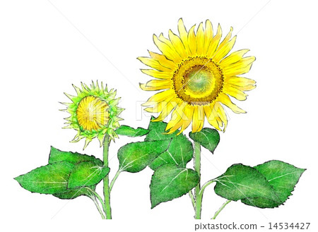 Sunflower 14534427