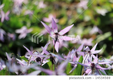 Koharami河的Katakuri 14534569