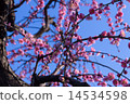 桃紅色李子和藍天 14534598
