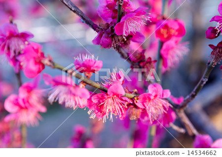 Red-purple plum 14534662